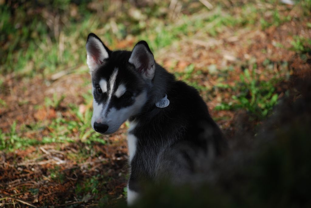 Malya Of White Pass