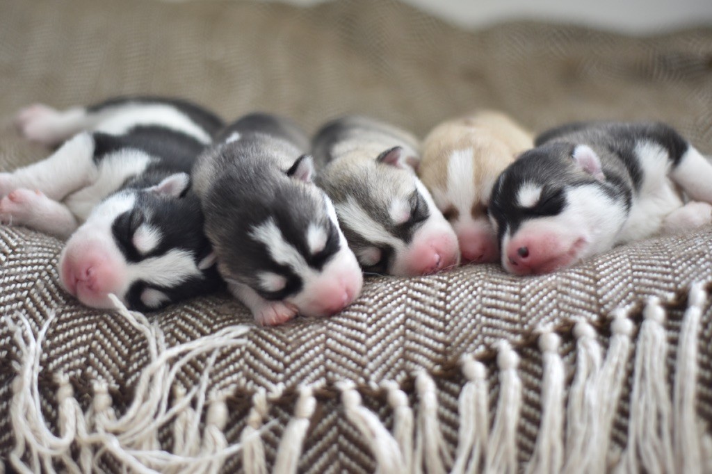 chiot Siberian Husky Of Black Orlov